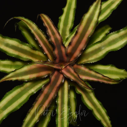 Cryptanthus bivittatus