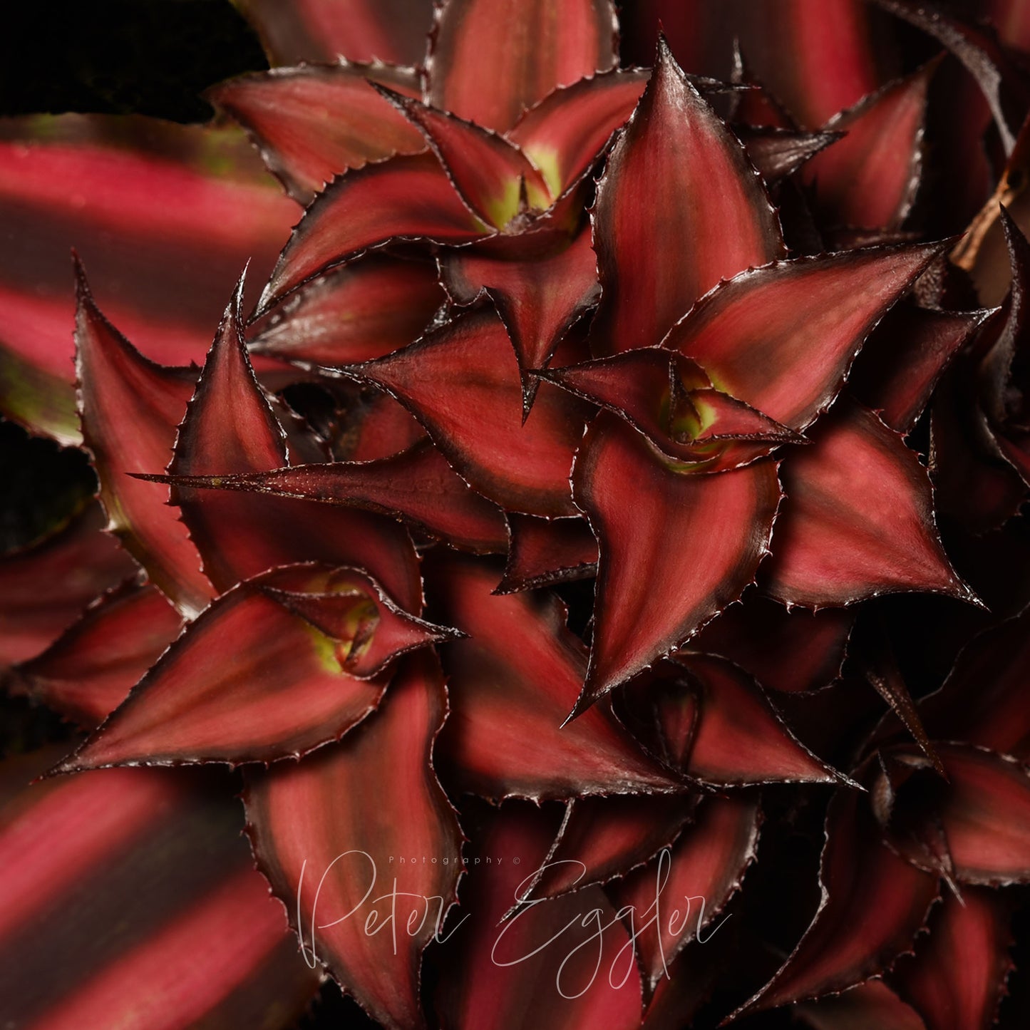 Cryptanthus bivittatus 'Ruby'