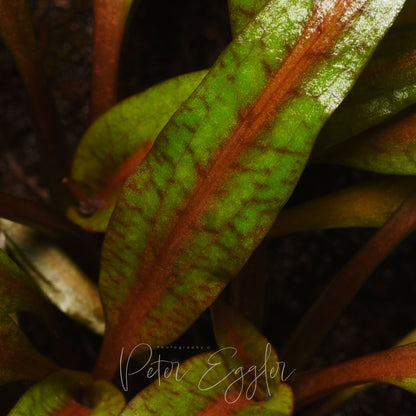 Cryptocoryne crispatula var. albida "brown"