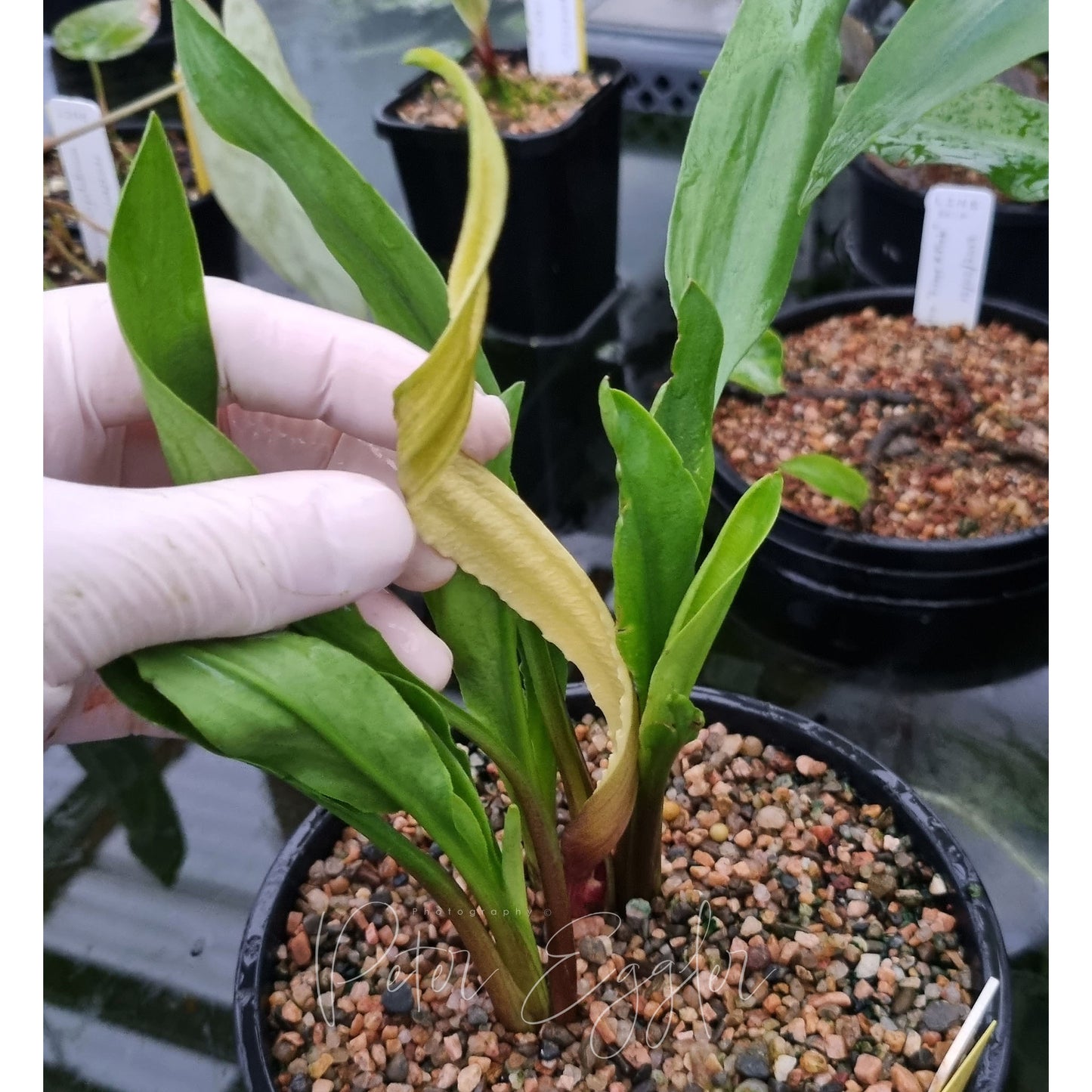 Cryptocoryne spiralis var. cognatoides