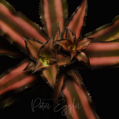 Cryptanthus bivittatus