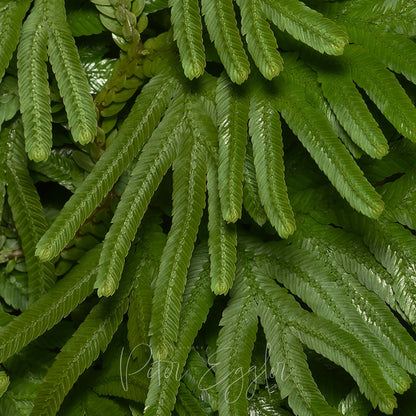 Selaginella plana