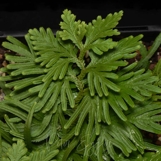 Selaginella plana