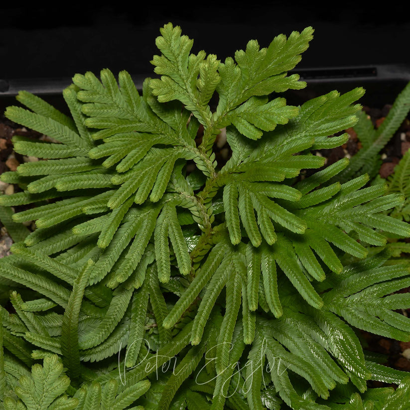 Selaginella plana – Tankquility Plants Australia