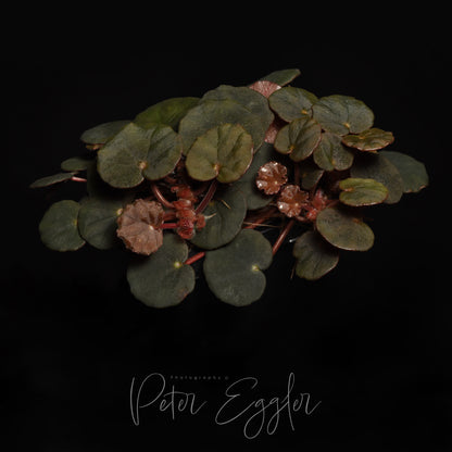 Begonia minuscula