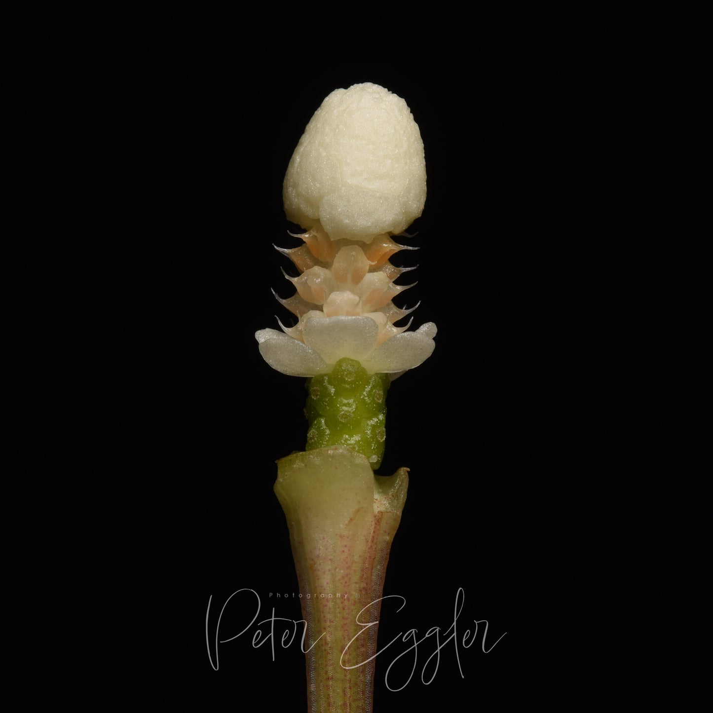 Bucephalandra pygmaea (TQ-01067)