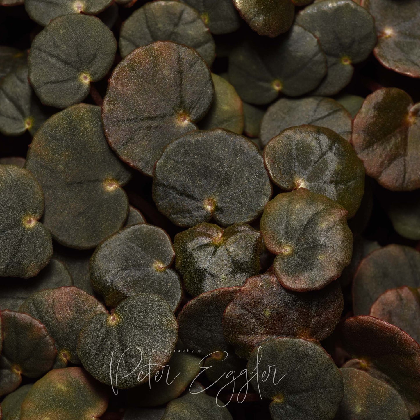 Begonia minuscula