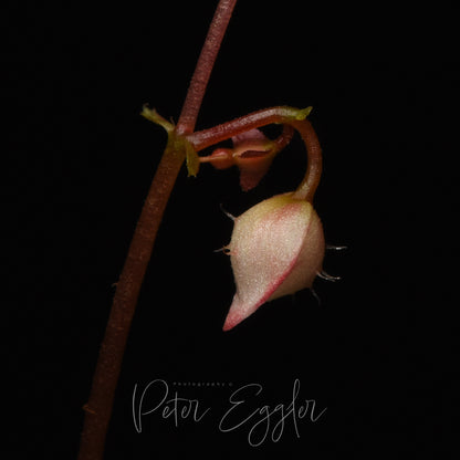 Begonia olivacea