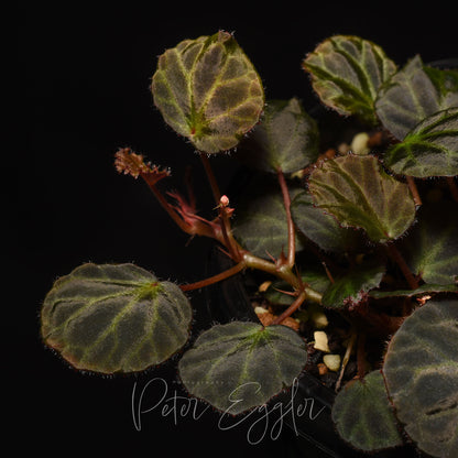 Begonia olivacea