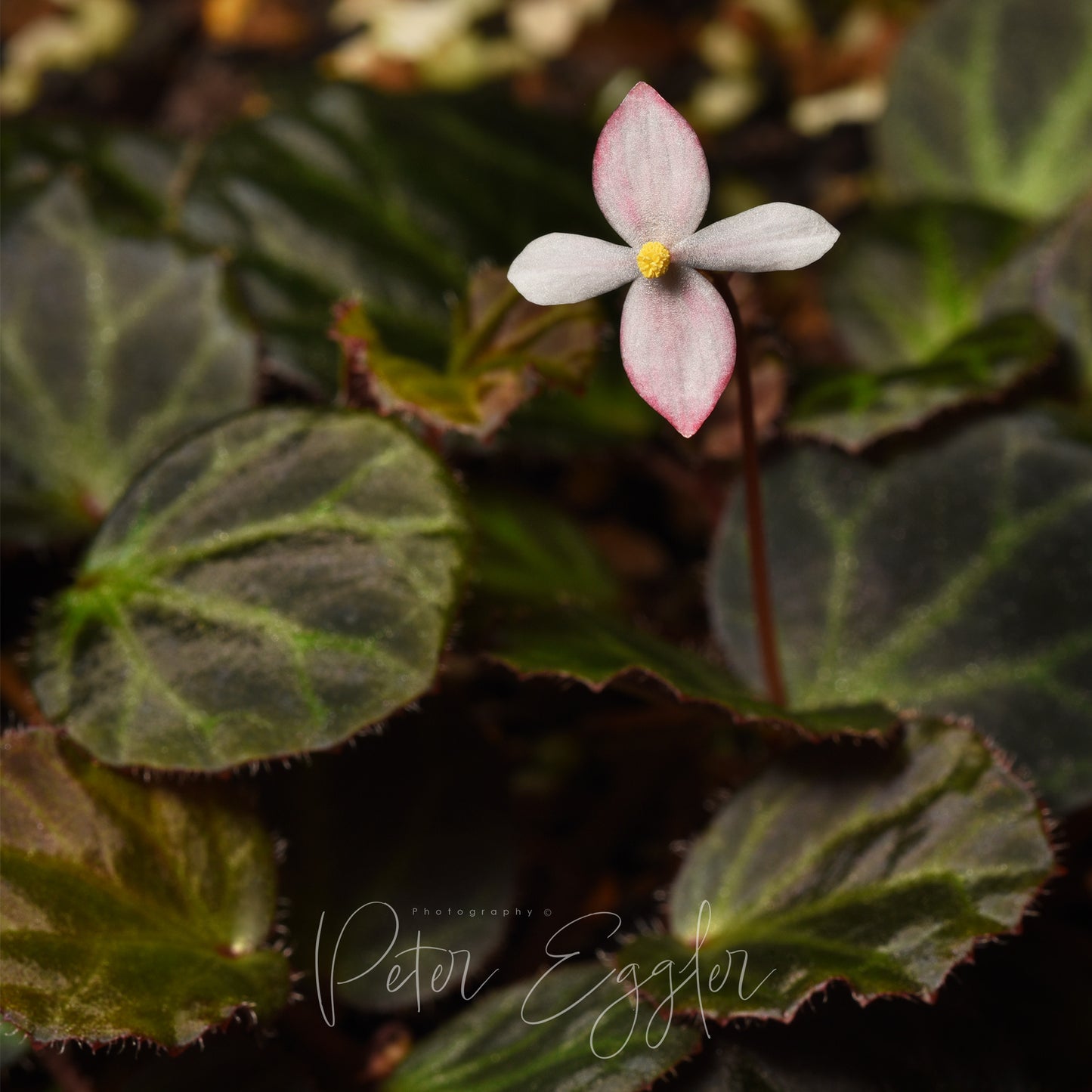 Begonia olivacea