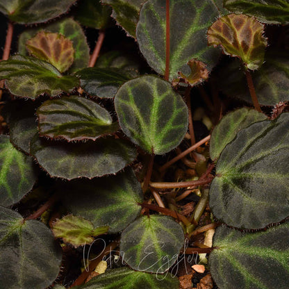 Begonia olivacea