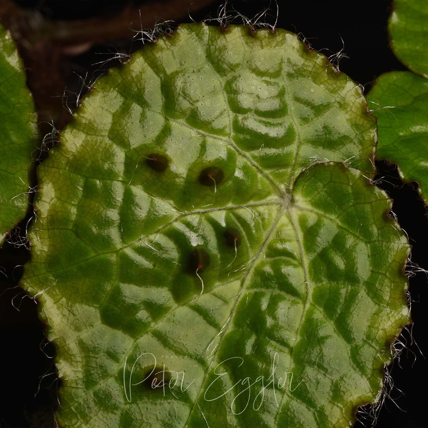 Begonia ferox