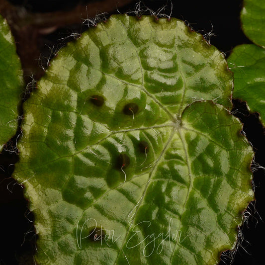 Begonia ferox