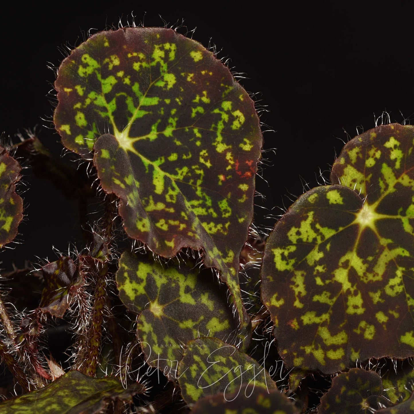 Begonia strigillosa