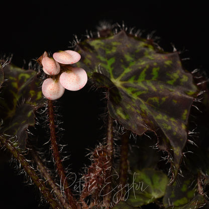 Begonia strigillosa