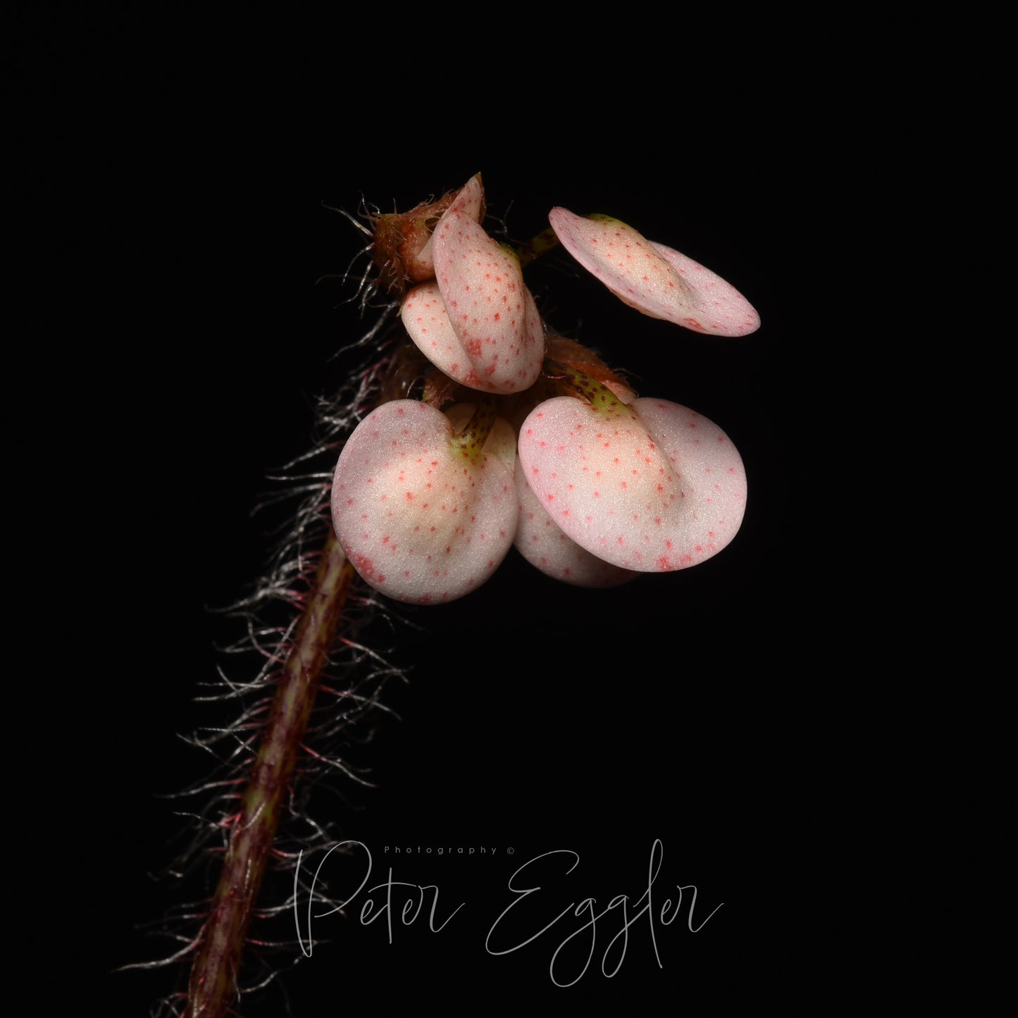 Begonia strigillosa