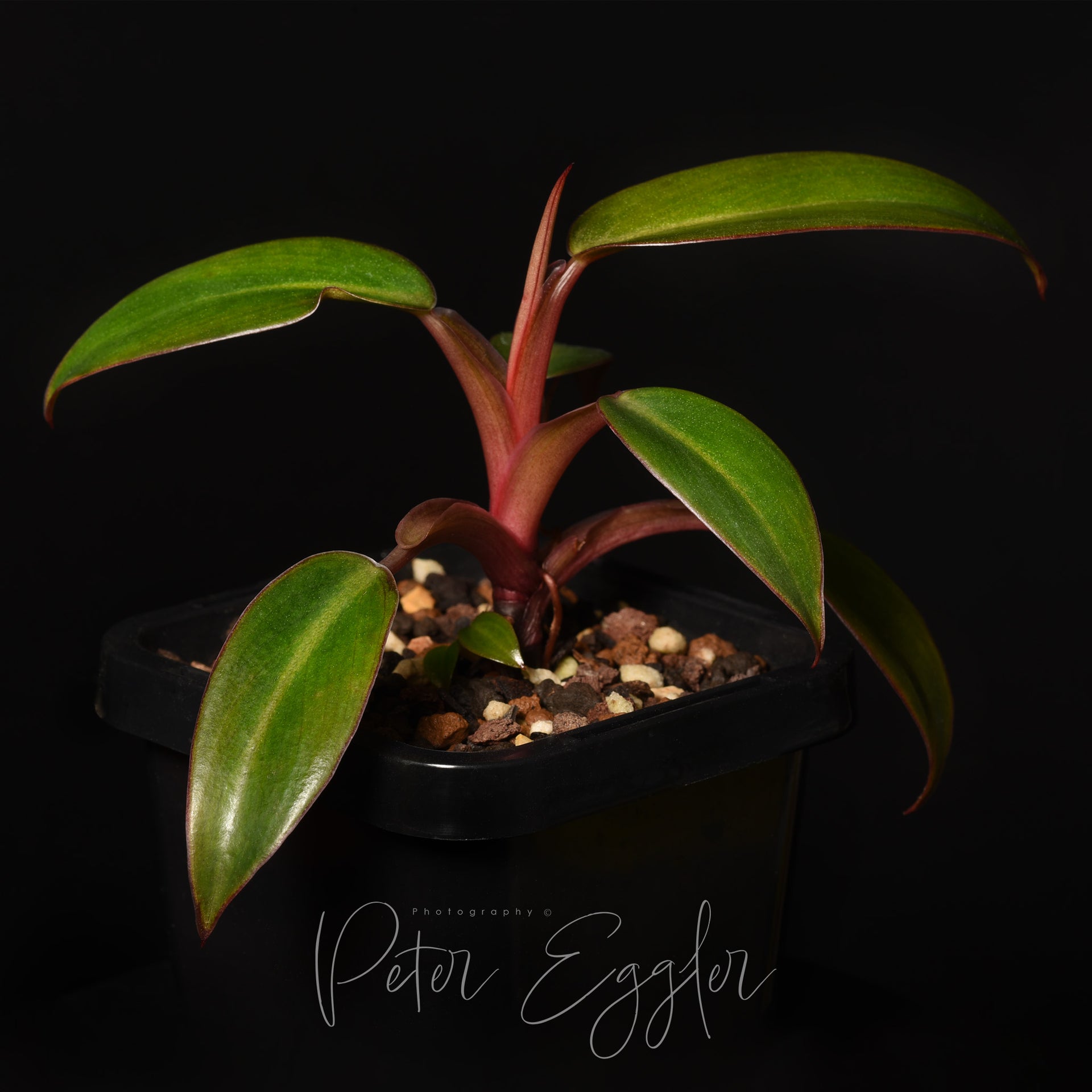 philodendron mini red Philodendron 'Pincushion' – Tankquility