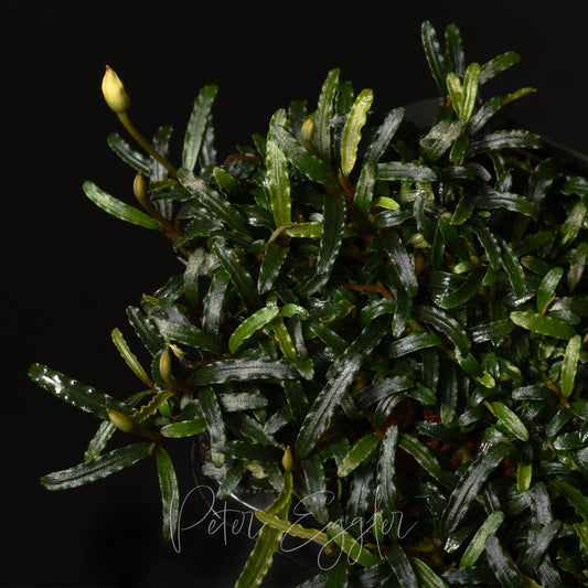 Bucephalandra micrantha (TQ-01077)