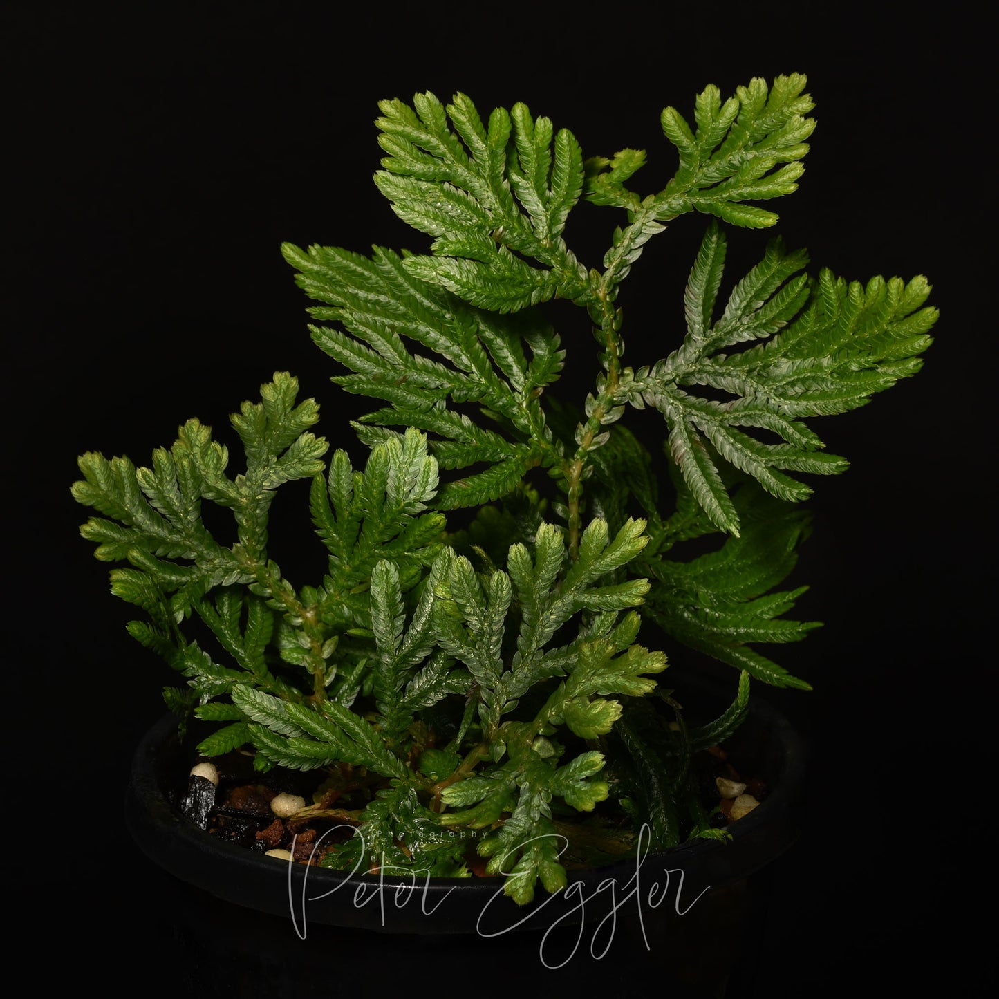 Selaginella plana