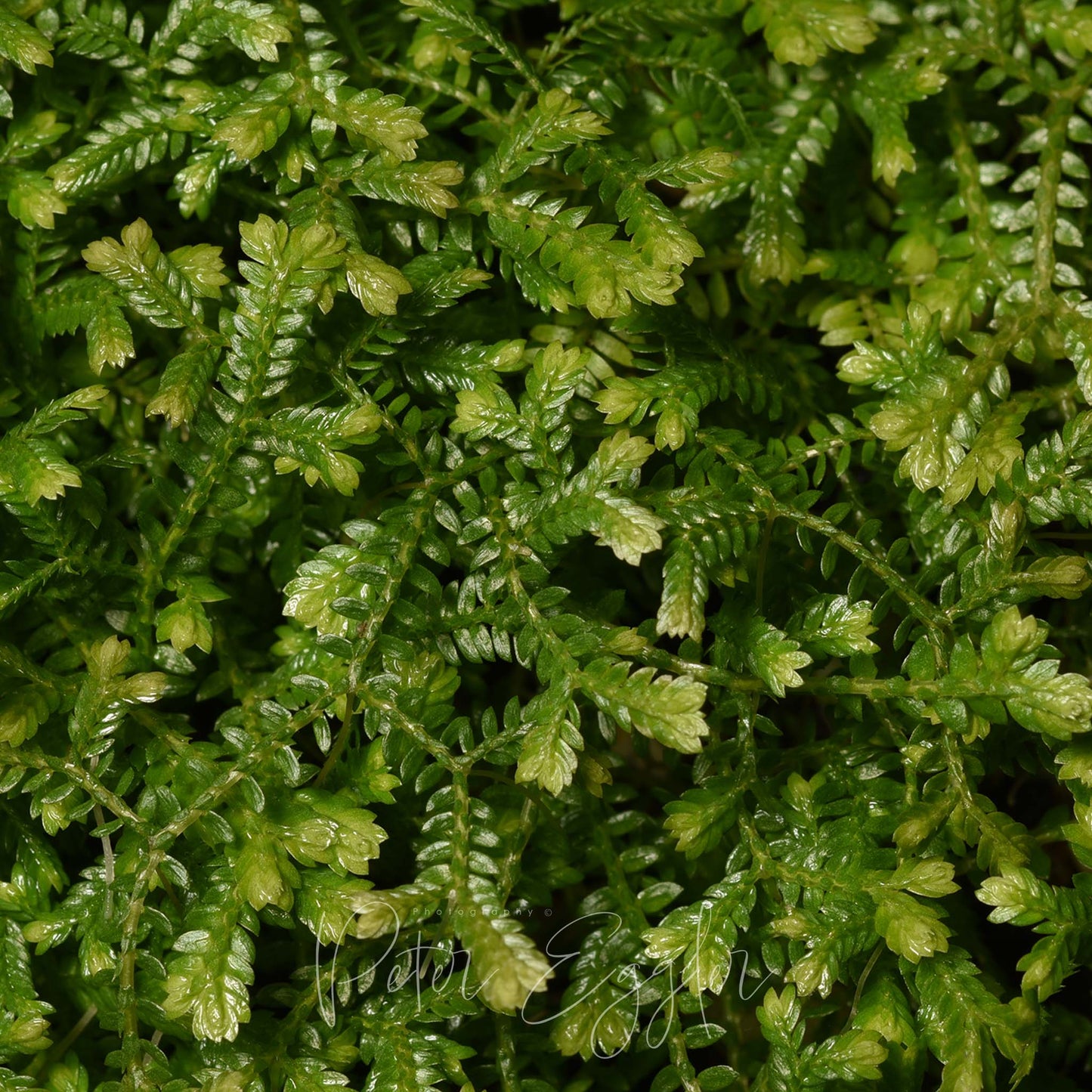 Selaginella andrewsii