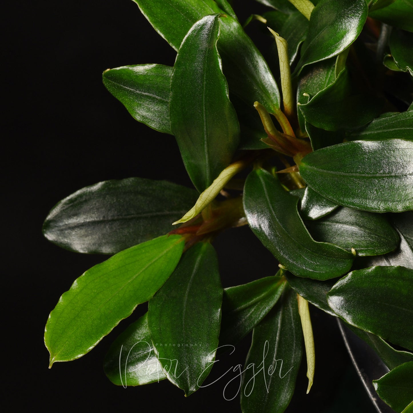 Bucephalandra sp. (TQ-01070)