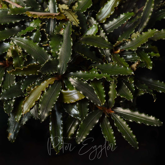 Bucephalandra species with narrow leaves and ruffled leaf margins