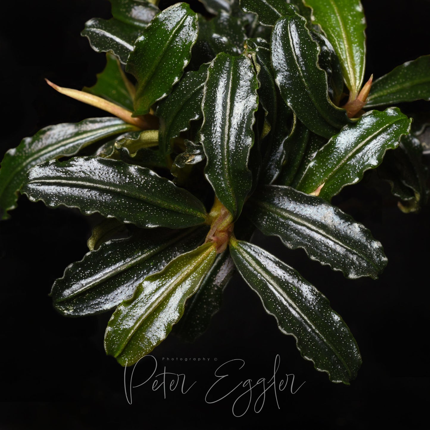 Bucephalandra sp. (TQ-01078)