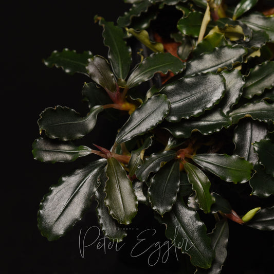 Bucephalandra sp. (TQ-01064)