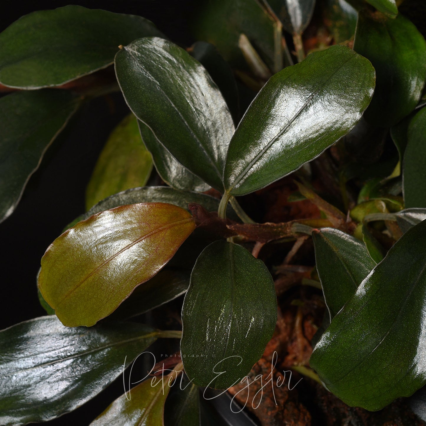 Bucephalandra species with rounded green leaves 