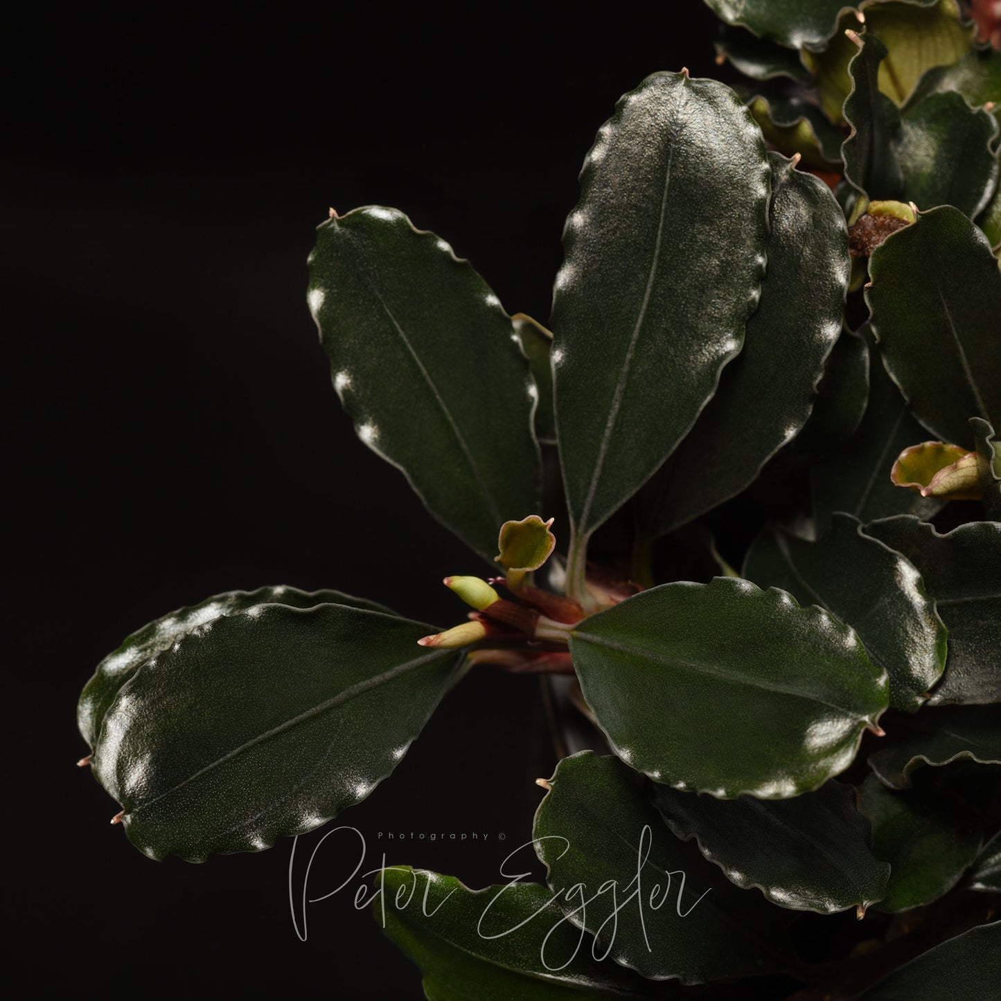 Bucephalandra sordidula (TQ-01037)