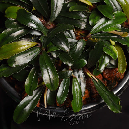 Bucephalandra sp. (TQ-01036)