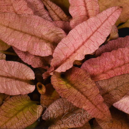 Cryptocoryne wendtii 'Flamingo'