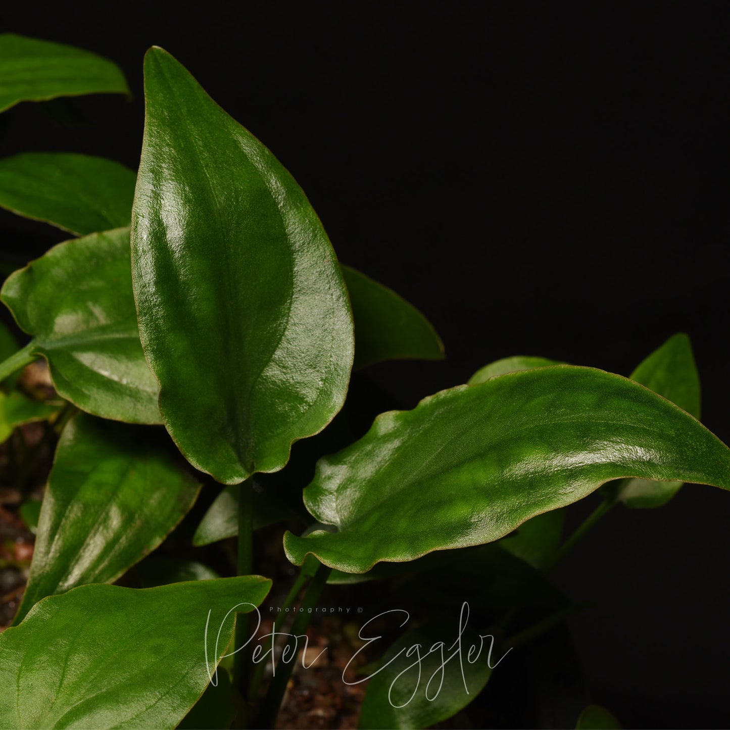 Cryptocoryne noritoi