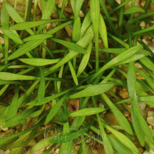 Cryptocoryne parva