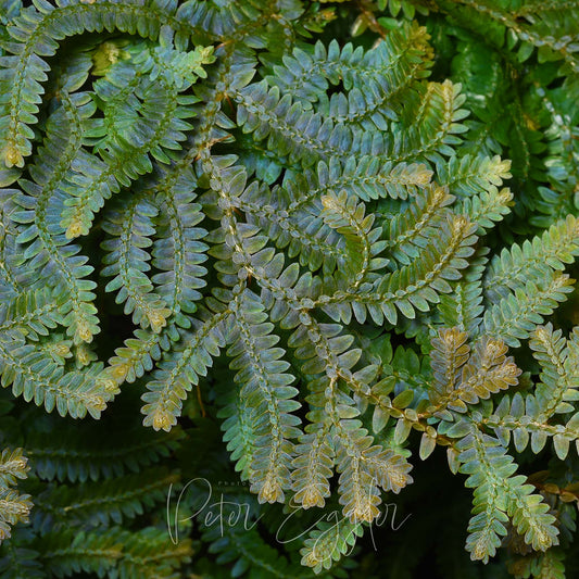 Selaginella uncinata