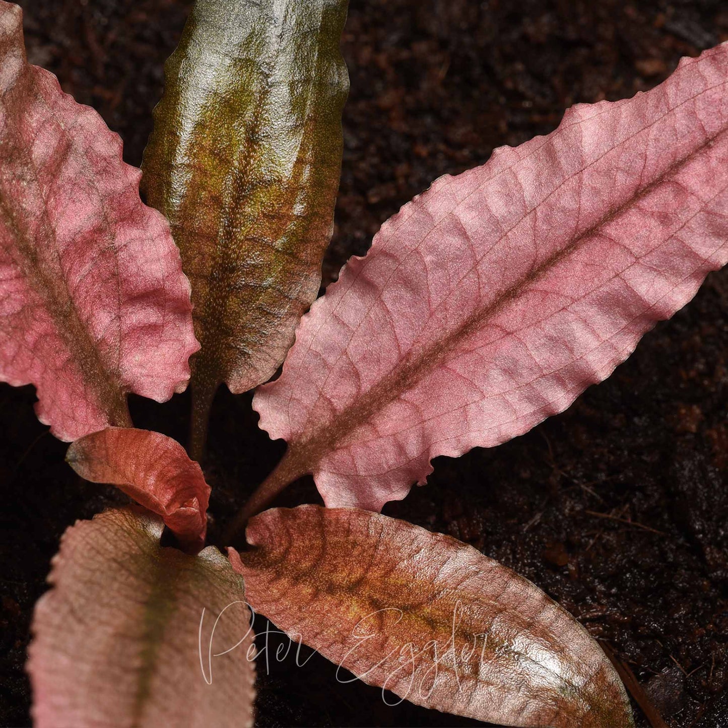 Cryptocoryne wendtii 'Flamingo'