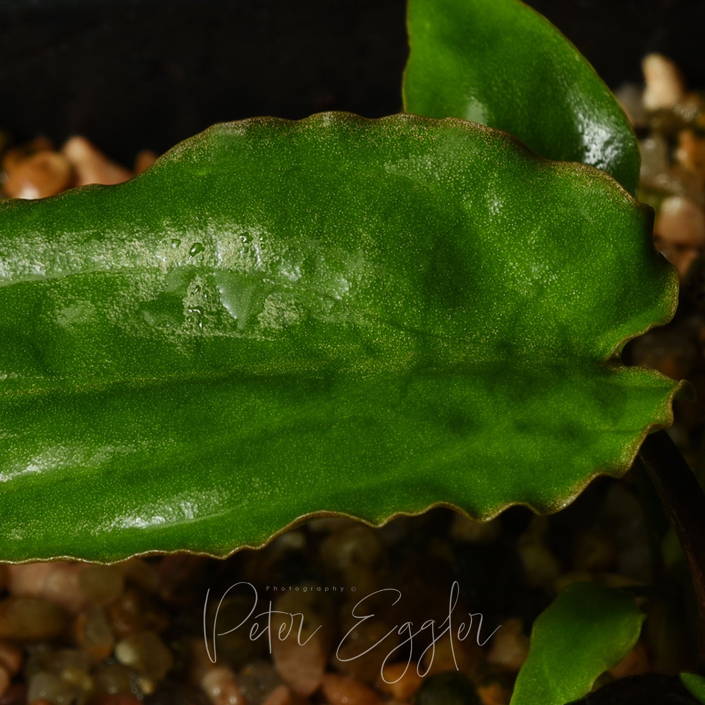 Cryptocoryne noritoi