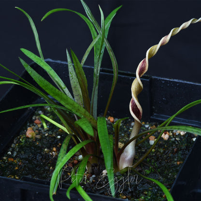 Cryptocoryne crispatula var. kubotae