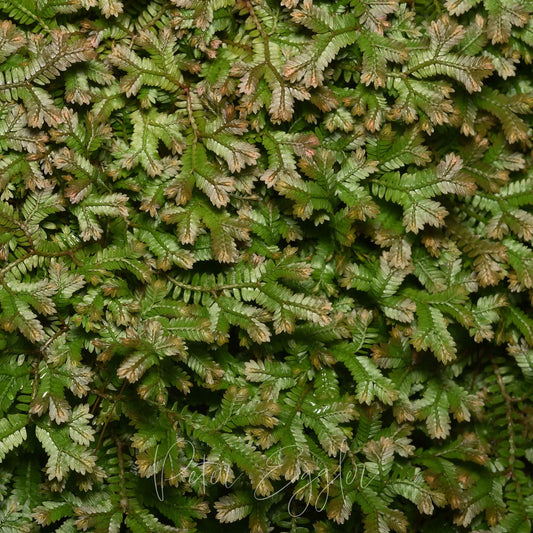 Selaginella australiensis