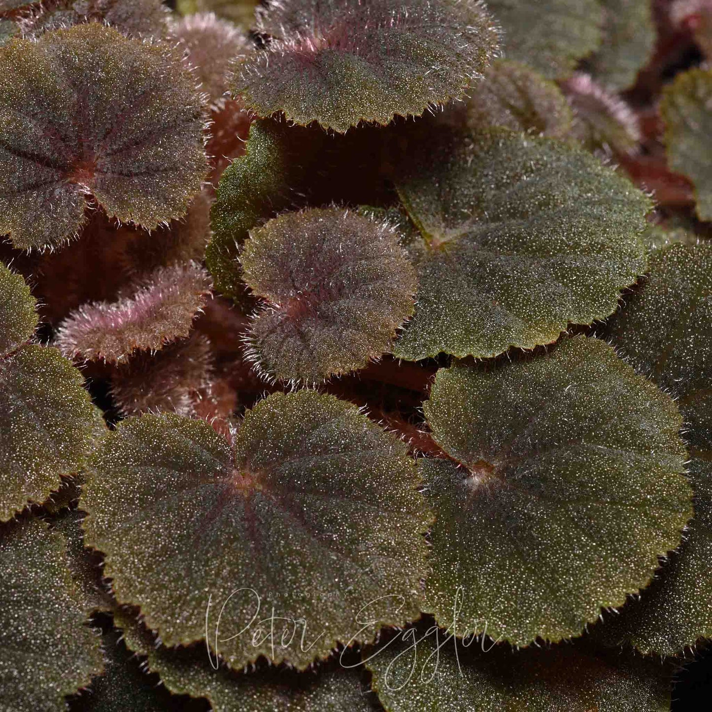 Begonia hoehneana