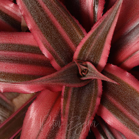 Cryptanthus 'Coster's Favorite'