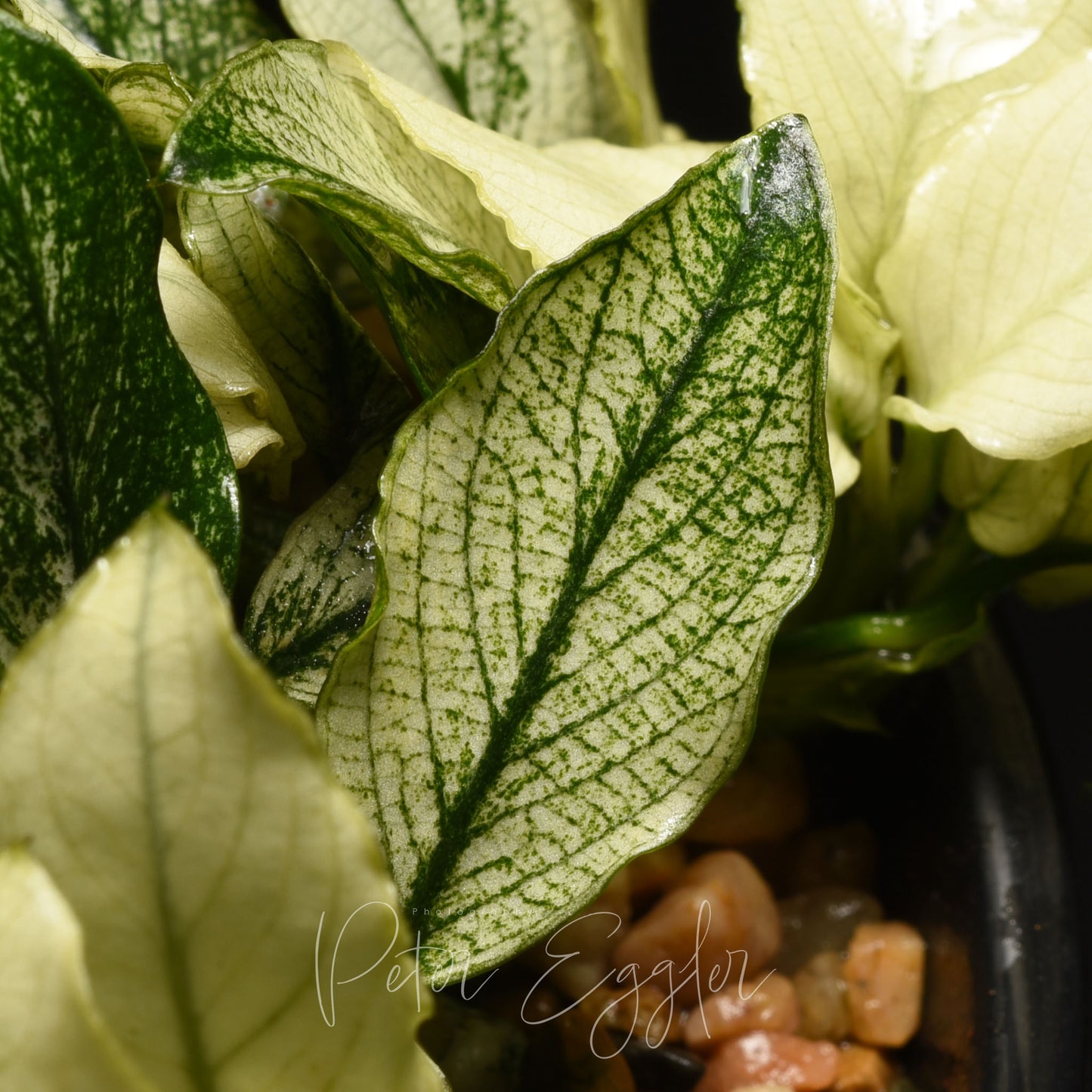 Anubias 'Pinto'