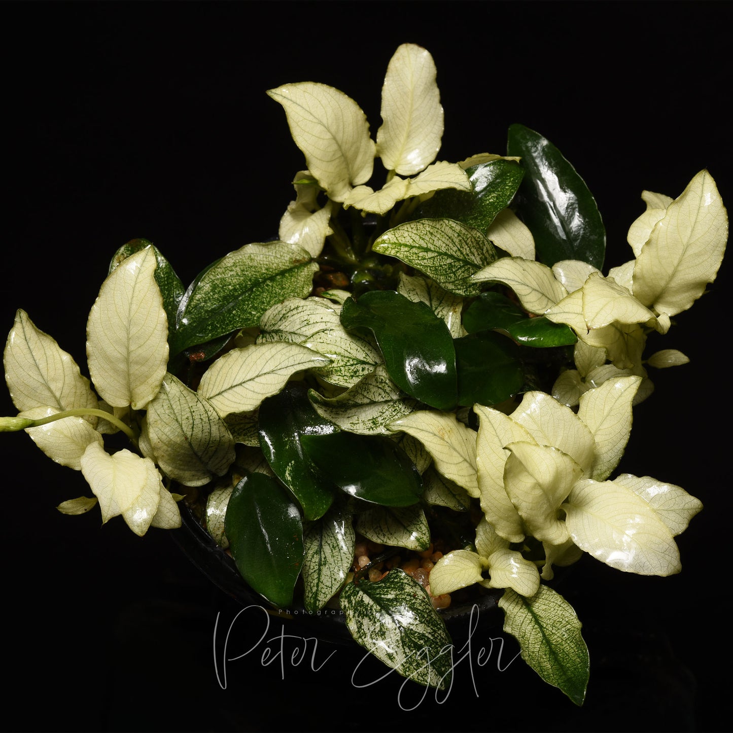 Anubias 'Pinto'