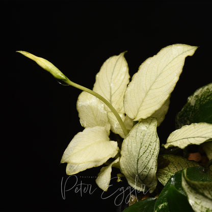 Anubias 'Pinto'