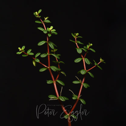 Peperomia ×enervis