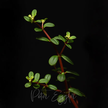 Peperomia ×enervis