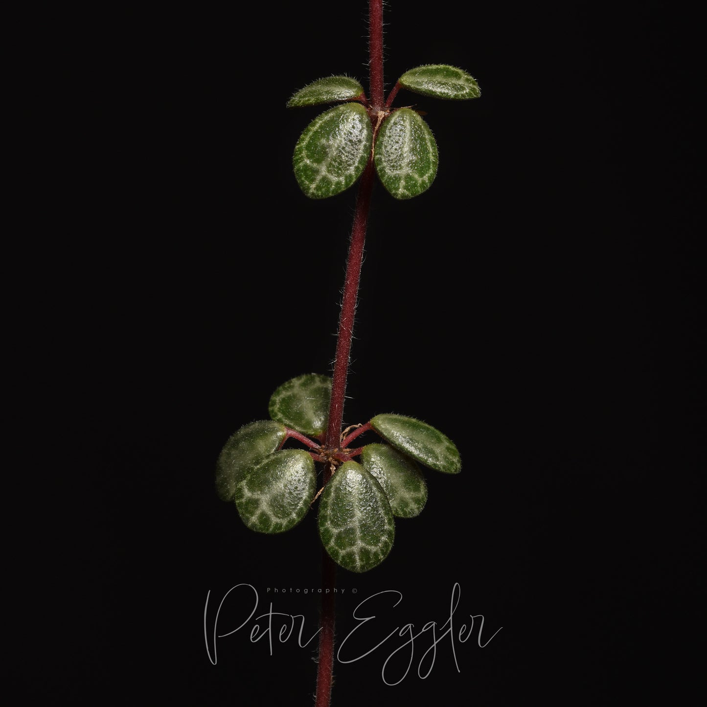 Peperomia hunteriana