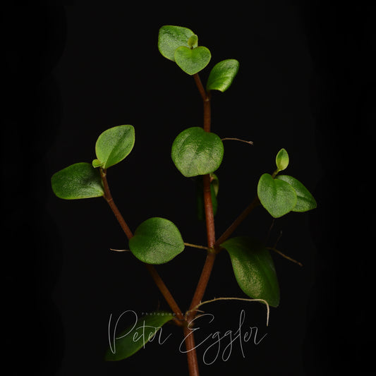 Peperomia bellendenkerensis