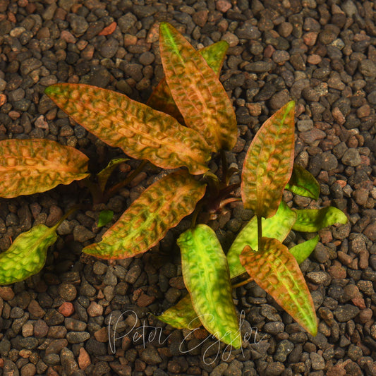 Cryptocoryne [hudoroi]