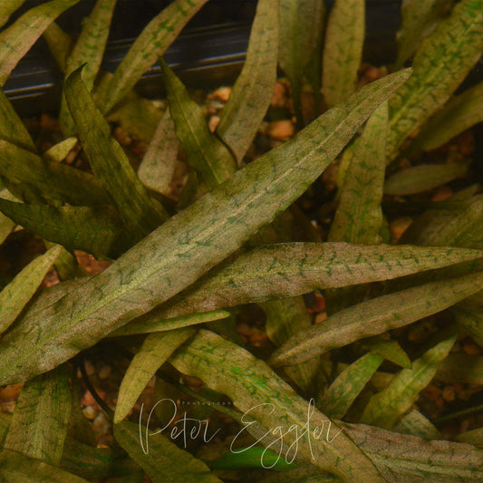 Cryptocoryne palawanensis